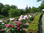 東松山ぼたん園